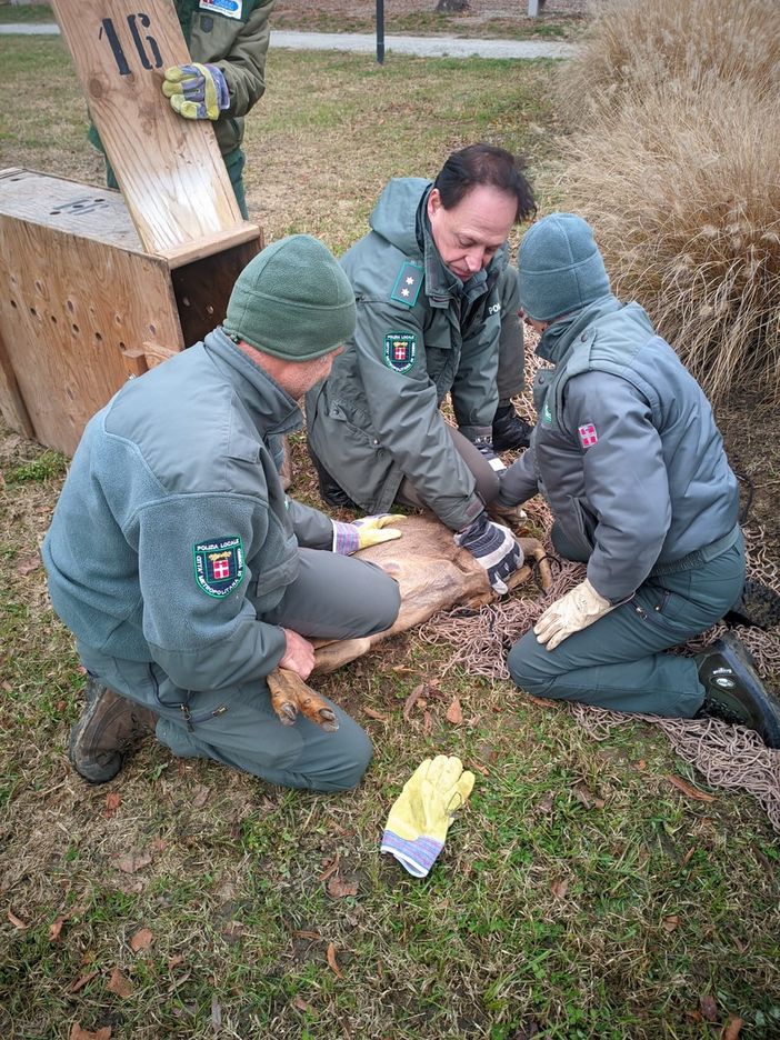 Settimo, capriolo corre nel traffico del centro città: portato in salvo e liberato in collina Settimo, capriolo corre nel traffico del centro città: portato in salvo e liberato in collina