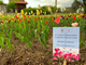 Il parco di Crescentino si riempie di colore: sbocciati i fiori di &quot;Messer Tulipano&quot;