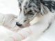 La Rogna nel Cane: Informazioni utili e consigli per un trattamento efficace