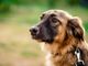 Pancreatite nel cane: terapie e consigli