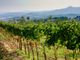 Il vitigno Ciliegiolo e l’uva della Maremma Toscana