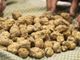 Domenica la Fiera Nazionale del tartufo bianco di Montechiaro d'Asti. Il programma completo
