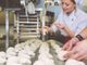 Aprire un’attività da pasticcere, cosa serve?