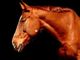 Cavallo semi-cieco abbandonato a San Carlo Canavese, l'associazione animalista: &quot;Lo adottiamo noi&quot;
