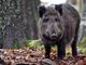 Un cinghiale nel bosco