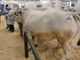 Conto alla rovescia per la 113^ Fiera Nazionale del Bue Grasso di Carrù (Video)