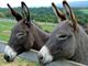 PetsFestival 2022: intelligente come un asino? Alto come un pony?