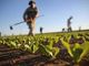 Siccità, guerra e pandemia: l'agricoltura piemontese alla sfida del presente e del futuro