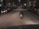 Incredibile, ma vero: un cinghiale nel bel mezzo di via Ormea a Torino [VIDEO]