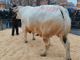 Da tutta Italia per la Fiera del Bue Grasso di Carrù... in edizione imbiancata [FOTO e VIDEO]