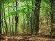 In Piemonte ripartono i cantieri per le manutenzioni forestali