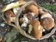 funghi - foto d'archivio
