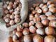 nocciola - foto d'archivio