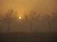 sole e nebbia con alberi