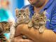 Si è concluso Petsfestival 2023 il “mondo degli animali” a Cremonafiere