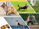 A PetsFestival puoi partecipare agli Ability Dog Games con il tuo fedele amico