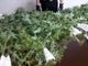 Producono marijuana a km zero nel giardino di casa: arrestata coppia di conviventi