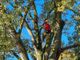 albero parco Sabiuné