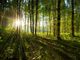 riforestazione - foto d'archivio