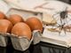 Coldiretti Piemonte:&quot;Boom di uova nella settimana Santa di Pasqua&quot;