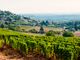 Con &quot;Terroir&quot; alla scoperta dei territori vitivinicoli di San Giorgio e del Canavese