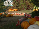 Brandizzo, torna la “Sagra della zucca”: domenica 20 ottobre la ventiduesima edizione