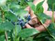 Dalla terra al consumatore: la filiera corta di Joinfruit