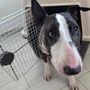 Cani e gatti in aereo, arriva la svolta: nuove regole, cosa cambia
