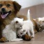 Acqua sempre disponibile e attenzione a superfici calde, 5 consigli per proteggere cani e gatti in estate