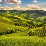 Aziende vitivinicole, in Piemonte 4.8 milioni per nuove sale degustazione e punti vendita