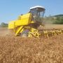 L’invasione di grano dal Canada trattato con il Glifosate penalizza quello torinese