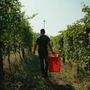 Dalle vigne al calice: la filiera corta di Cantina Clavesana