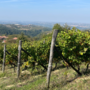 Vendemmia 2025: qualità in crescita tra DOC e DOCG piemontesi Vendemmia 2025: qualità in crescita tra DOC e DOCG piemontesi