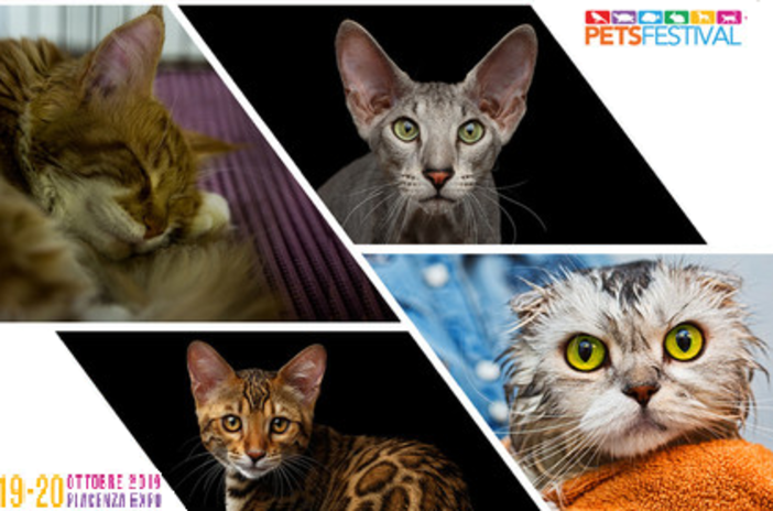 Partecipa al contest “Il misterioso mondo felino” con Petsfestival