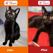 Le gattine tutte nere Undi e Max Le gattine tutte nere Undi e Max