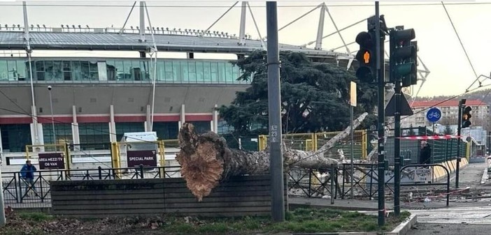 albero caduto