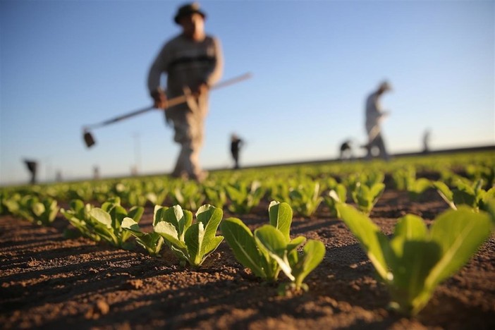 agricoltore in azione