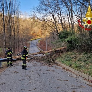 albero caduto e tetti scoperchiati
