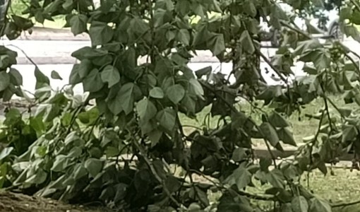 Alberi caduti o pericolanti un pò ovunque, a causa del forte vento