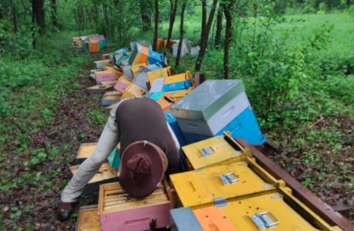Milioni di api morte e tutte le casette distrutte: &quot;Ho male al cuore&quot;. Una raccolta fondi per aiutare Mattia, apicoltore di Cuneo [VIDEO]