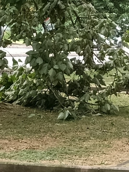Alberi caduti o pericolanti un pò ovunque, a causa del forte vento
