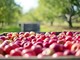 cassetta di mele raccolte in agricoltura biologica