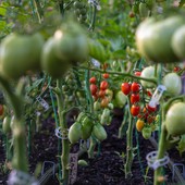 Filiera agroalimentare e sostenibilità: l'infografica Bennet mostra la via per la transizione green