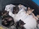 animali da compagnia