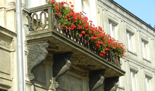 Il mio giardino biodiverso: parte il concorso di Legambiente per fotografare la natura urbana