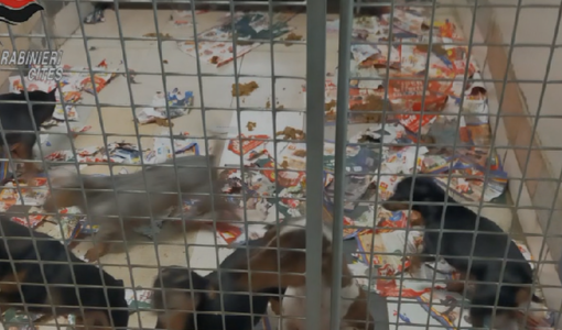 Immagine di repertorio