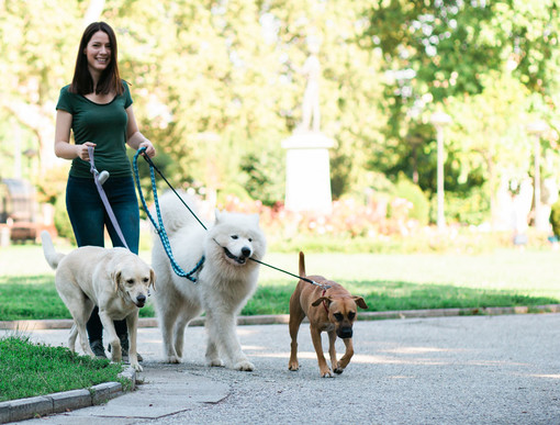 A Brandizzo, servizio di dog sitting gratuito per le persone in difficoltà