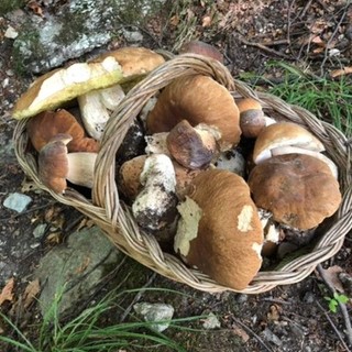 funghi - foto d'archivio