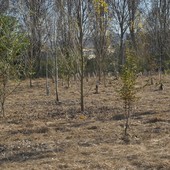 Caldo killer e siccità nel Torinese: è strage di giovani alberi piantati coi fondi PNRR Caldo killer e siccità nel Torinese: è strage di giovani alberi piantati coi fondi PNRR