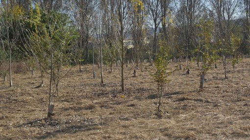 Caldo killer e siccità nel Torinese: è strage di giovani alberi piantati coi fondi PNRR Caldo killer e siccità nel Torinese: è strage di giovani alberi piantati coi fondi PNRR